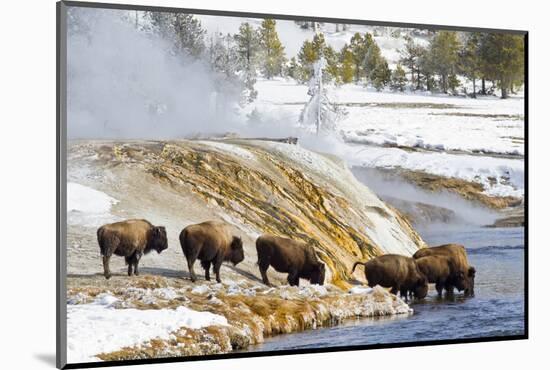 Wyoming, Yellowstone National Park, Bison Herd Drinking from Firehole River-Elizabeth Boehm-Mounted Photographic Print