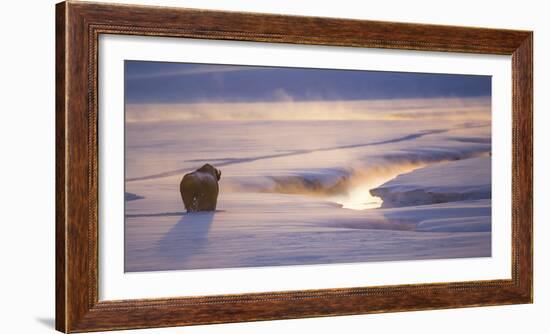 Wyoming, Yellowstone National Park, Bison in Winter Along Alum Creek at Sunset-Elizabeth Boehm-Framed Photographic Print