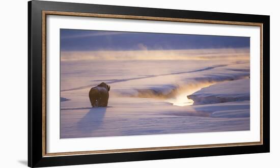 Wyoming, Yellowstone National Park, Bison in Winter Along Alum Creek at Sunset-Elizabeth Boehm-Framed Photographic Print