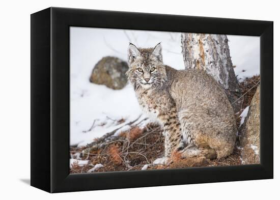 Wyoming, Yellowstone National Park, Bobcat Sitting under Tree-Elizabeth Boehm-Framed Premier Image Canvas