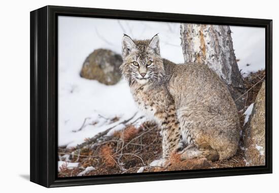 Wyoming, Yellowstone National Park, Bobcat Sitting under Tree-Elizabeth Boehm-Framed Premier Image Canvas