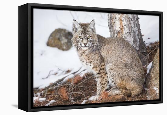 Wyoming, Yellowstone National Park, Bobcat Sitting under Tree-Elizabeth Boehm-Framed Premier Image Canvas