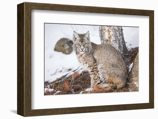 Wyoming, Yellowstone National Park, Bobcat Sitting under Tree-Elizabeth Boehm-Framed Photographic Print