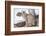 Wyoming, Yellowstone National Park, Bobcat Sitting under Tree-Elizabeth Boehm-Framed Photographic Print