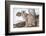 Wyoming, Yellowstone National Park, Bobcat Sitting under Tree-Elizabeth Boehm-Framed Photographic Print