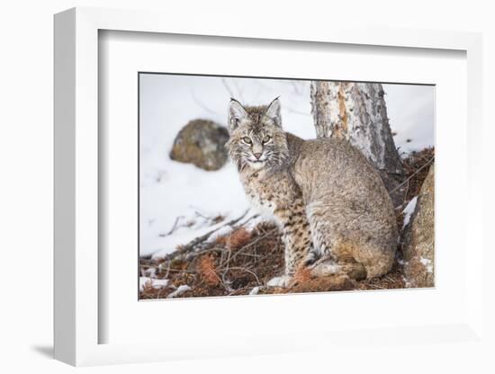 Wyoming, Yellowstone National Park, Bobcat Sitting under Tree-Elizabeth Boehm-Framed Photographic Print