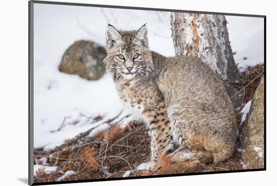 Wyoming, Yellowstone National Park, Bobcat Sitting under Tree-Elizabeth Boehm-Mounted Photographic Print