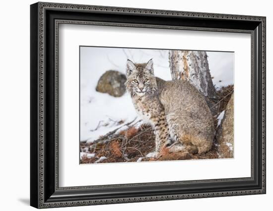 Wyoming, Yellowstone National Park, Bobcat Sitting under Tree-Elizabeth Boehm-Framed Photographic Print