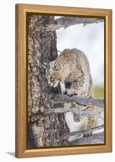 Wyoming, Yellowstone National Park, Bobcat Watching as a Coyote Eats Stolen Duck-Elizabeth Boehm-Framed Premier Image Canvas
