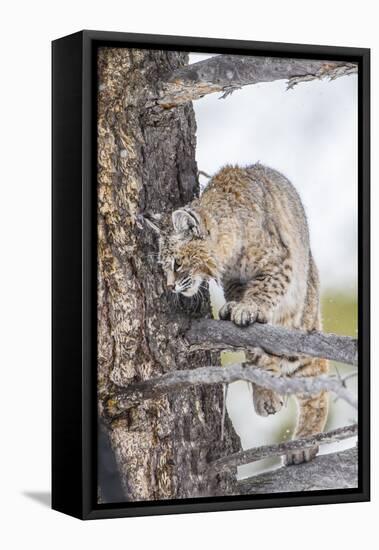 Wyoming, Yellowstone National Park, Bobcat Watching as a Coyote Eats Stolen Duck-Elizabeth Boehm-Framed Premier Image Canvas