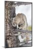 Wyoming, Yellowstone National Park, Bobcat Watching as a Coyote Eats Stolen Duck-Elizabeth Boehm-Mounted Photographic Print