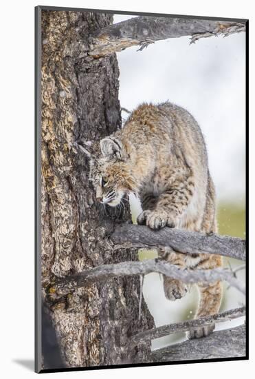 Wyoming, Yellowstone National Park, Bobcat Watching as a Coyote Eats Stolen Duck-Elizabeth Boehm-Mounted Photographic Print