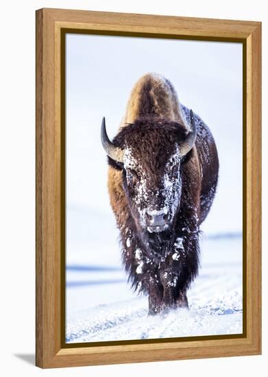 Wyoming, Yellowstone National Park, Bull Bison Walking in Hayden Valley-Elizabeth Boehm-Framed Premier Image Canvas