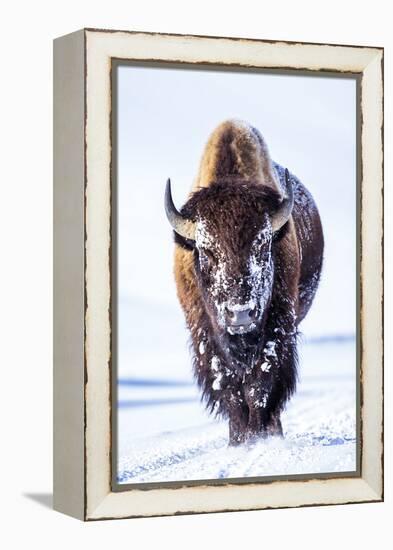 Wyoming, Yellowstone National Park, Bull Bison Walking in Hayden Valley-Elizabeth Boehm-Framed Premier Image Canvas