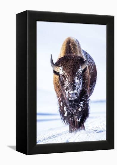 Wyoming, Yellowstone National Park, Bull Bison Walking in Hayden Valley-Elizabeth Boehm-Framed Premier Image Canvas