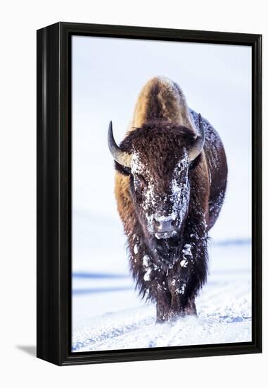 Wyoming, Yellowstone National Park, Bull Bison Walking in Hayden Valley-Elizabeth Boehm-Framed Premier Image Canvas