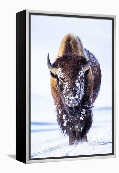 Wyoming, Yellowstone National Park, Bull Bison Walking in Hayden Valley-Elizabeth Boehm-Framed Premier Image Canvas