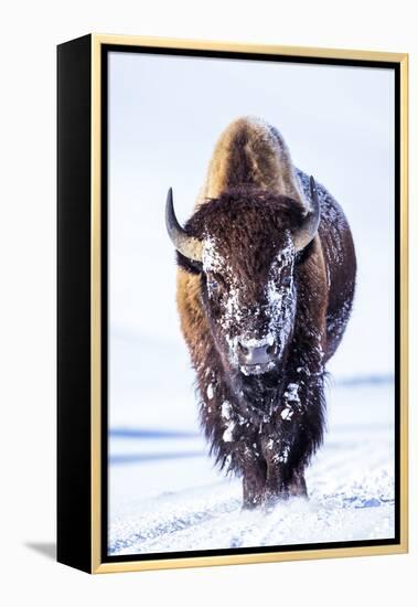 Wyoming, Yellowstone National Park, Bull Bison Walking in Hayden Valley-Elizabeth Boehm-Framed Premier Image Canvas