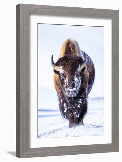 Wyoming, Yellowstone National Park, Bull Bison Walking in Hayden Valley-Elizabeth Boehm-Framed Premium Photographic Print