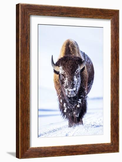 Wyoming, Yellowstone National Park, Bull Bison Walking in Hayden Valley-Elizabeth Boehm-Framed Premium Photographic Print