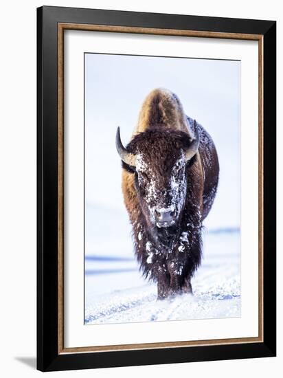 Wyoming, Yellowstone National Park, Bull Bison Walking in Hayden Valley-Elizabeth Boehm-Framed Premium Photographic Print