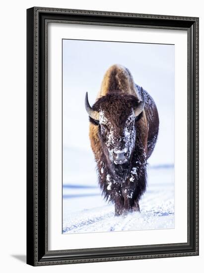 Wyoming, Yellowstone National Park, Bull Bison Walking in Hayden Valley-Elizabeth Boehm-Framed Premium Photographic Print