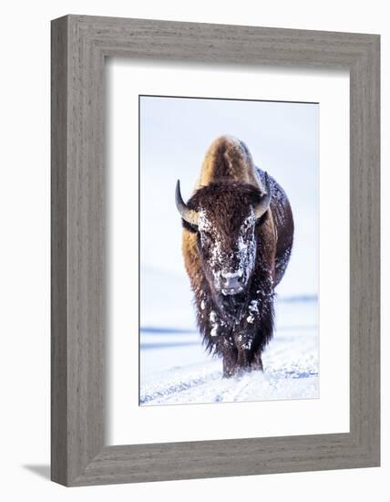 Wyoming, Yellowstone National Park, Bull Bison Walking in Hayden Valley-Elizabeth Boehm-Framed Photographic Print