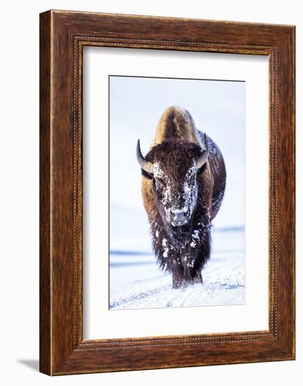 Wyoming, Yellowstone National Park, Bull Bison Walking in Hayden Valley-Elizabeth Boehm-Framed Photographic Print