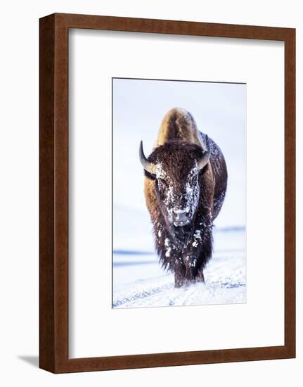 Wyoming, Yellowstone National Park, Bull Bison Walking in Hayden Valley-Elizabeth Boehm-Framed Photographic Print