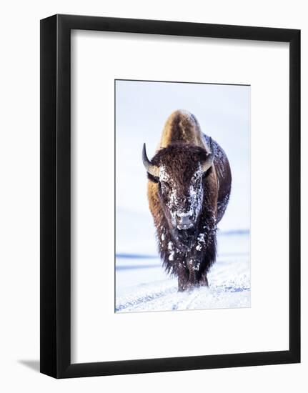 Wyoming, Yellowstone National Park, Bull Bison Walking in Hayden Valley-Elizabeth Boehm-Framed Photographic Print