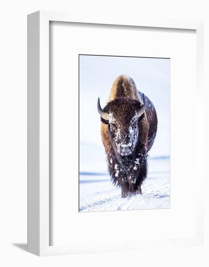 Wyoming, Yellowstone National Park, Bull Bison Walking in Hayden Valley-Elizabeth Boehm-Framed Photographic Print