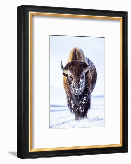 Wyoming, Yellowstone National Park, Bull Bison Walking in Hayden Valley-Elizabeth Boehm-Framed Photographic Print