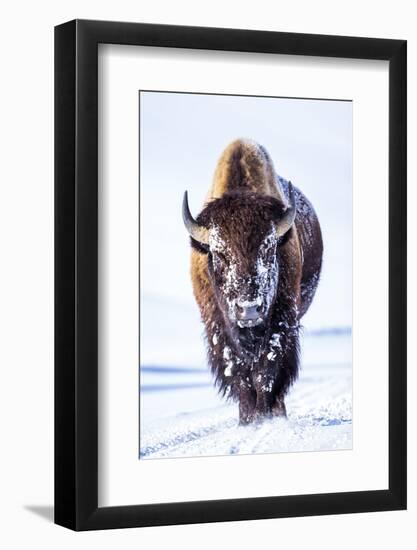 Wyoming, Yellowstone National Park, Bull Bison Walking in Hayden Valley-Elizabeth Boehm-Framed Photographic Print