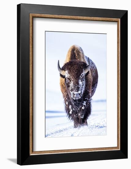 Wyoming, Yellowstone National Park, Bull Bison Walking in Hayden Valley-Elizabeth Boehm-Framed Photographic Print