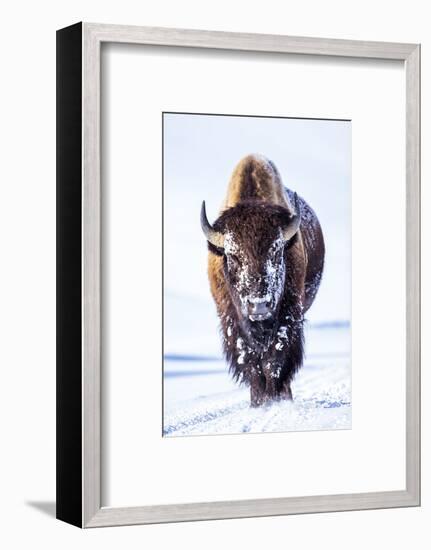 Wyoming, Yellowstone National Park, Bull Bison Walking in Hayden Valley-Elizabeth Boehm-Framed Photographic Print