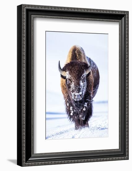 Wyoming, Yellowstone National Park, Bull Bison Walking in Hayden Valley-Elizabeth Boehm-Framed Photographic Print