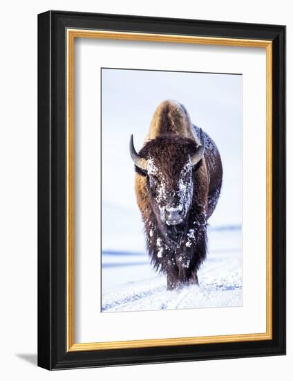 Wyoming, Yellowstone National Park, Bull Bison Walking in Hayden Valley-Elizabeth Boehm-Framed Photographic Print