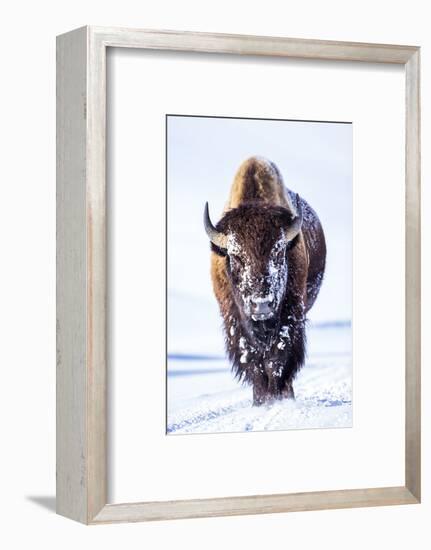 Wyoming, Yellowstone National Park, Bull Bison Walking in Hayden Valley-Elizabeth Boehm-Framed Photographic Print