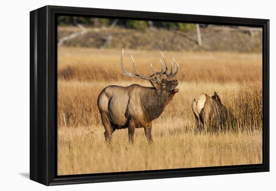 Wyoming, Yellowstone National Park, Bull Elk Bugling and Scenting During Rut-Elizabeth Boehm-Framed Premier Image Canvas