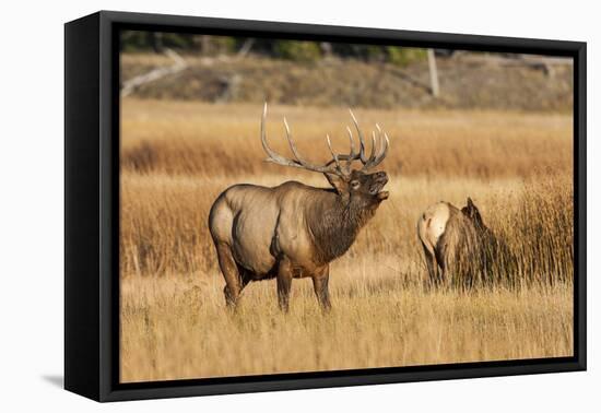 Wyoming, Yellowstone National Park, Bull Elk Bugling and Scenting During Rut-Elizabeth Boehm-Framed Premier Image Canvas