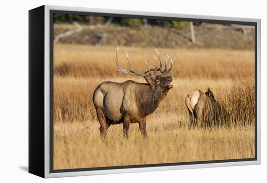 Wyoming, Yellowstone National Park, Bull Elk Bugling and Scenting During Rut-Elizabeth Boehm-Framed Premier Image Canvas