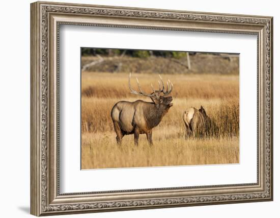 Wyoming, Yellowstone National Park, Bull Elk Bugling and Scenting During Rut-Elizabeth Boehm-Framed Photographic Print