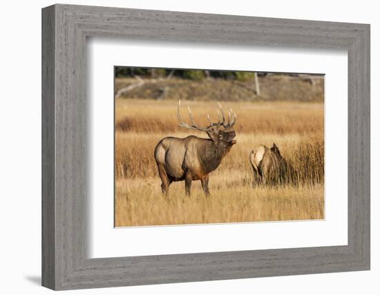 Wyoming, Yellowstone National Park, Bull Elk Bugling and Scenting During Rut-Elizabeth Boehm-Framed Photographic Print