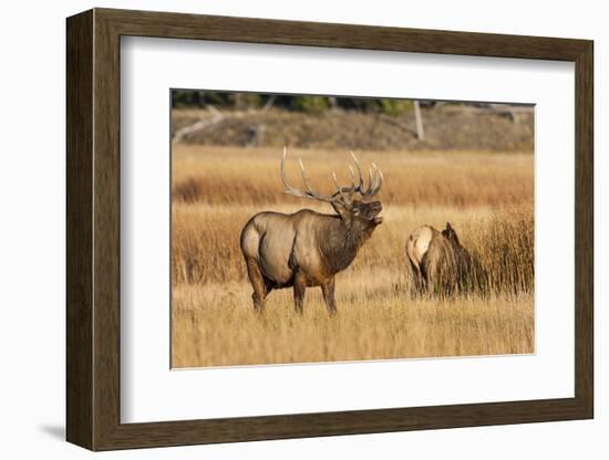 Wyoming, Yellowstone National Park, Bull Elk Bugling and Scenting During Rut-Elizabeth Boehm-Framed Photographic Print