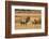 Wyoming, Yellowstone National Park, Bull Elk Bugling and Scenting During Rut-Elizabeth Boehm-Framed Photographic Print