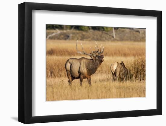 Wyoming, Yellowstone National Park, Bull Elk Bugling and Scenting During Rut-Elizabeth Boehm-Framed Photographic Print