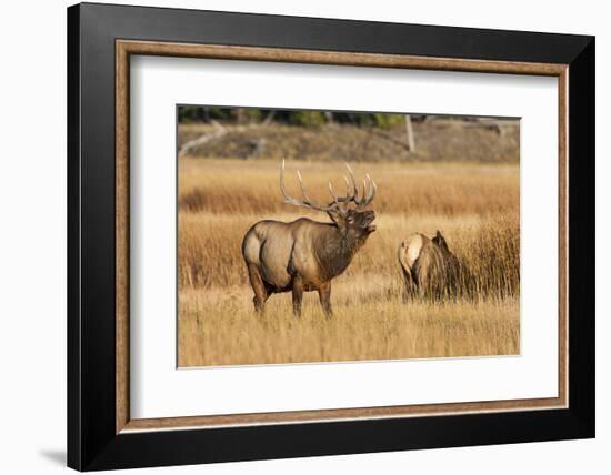 Wyoming, Yellowstone National Park, Bull Elk Bugling and Scenting During Rut-Elizabeth Boehm-Framed Photographic Print