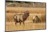 Wyoming, Yellowstone National Park, Bull Elk Bugling and Scenting During Rut-Elizabeth Boehm-Mounted Photographic Print