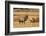 Wyoming, Yellowstone National Park, Bull Elk Bugling and Scenting During Rut-Elizabeth Boehm-Framed Photographic Print
