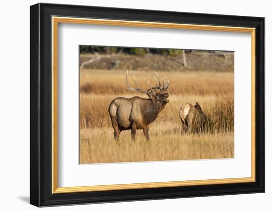 Wyoming, Yellowstone National Park, Bull Elk Bugling and Scenting During Rut-Elizabeth Boehm-Framed Photographic Print